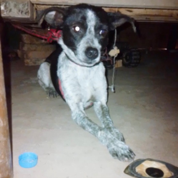 Here are some of my rescues ❤️ will add pics of every saved animal 🙏 - Picture 3 of 12